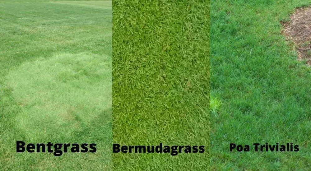 Bentgrass, Bermudagrass, Poa Trivialis Golf green