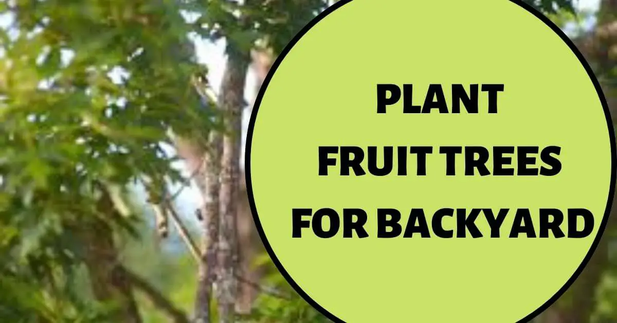 Plant Fruit Trees for Backyard