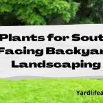 Best Plants for South Facing Backyard Landscaping