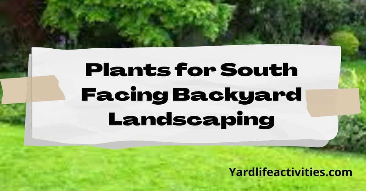 Best Plants for South Facing Backyard Landscaping