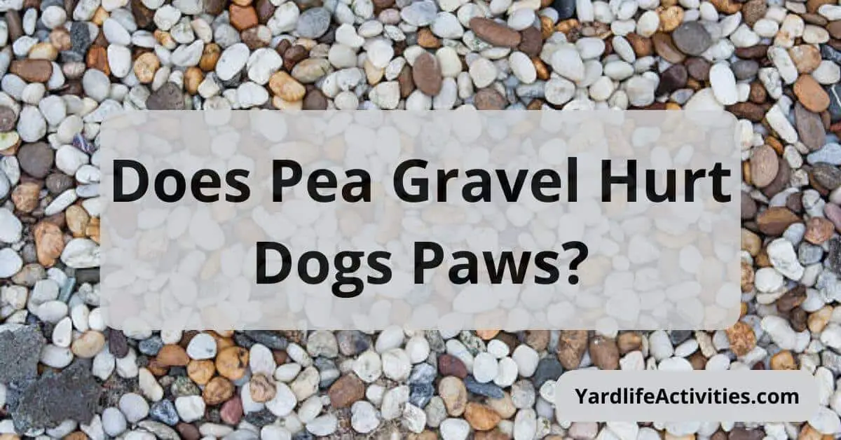 Does Pea Gravel Hurt Dogs Paws