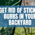 Get Rid of Sticker Burrs in Your Backyard