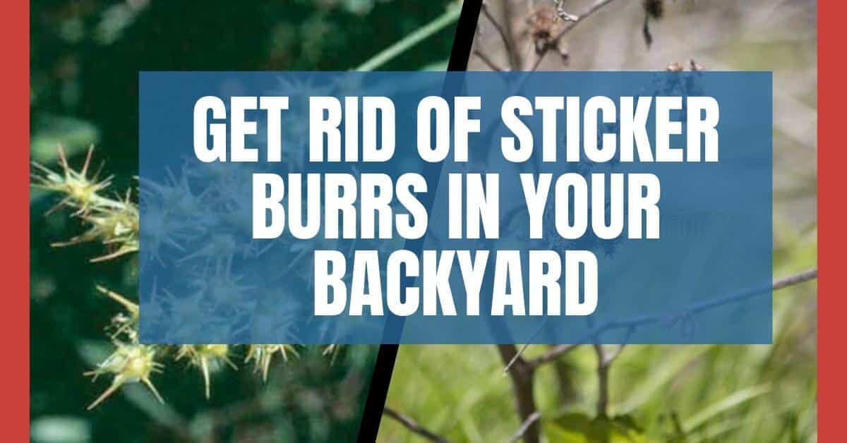 Get Rid of Sticker Burrs in Your Backyard